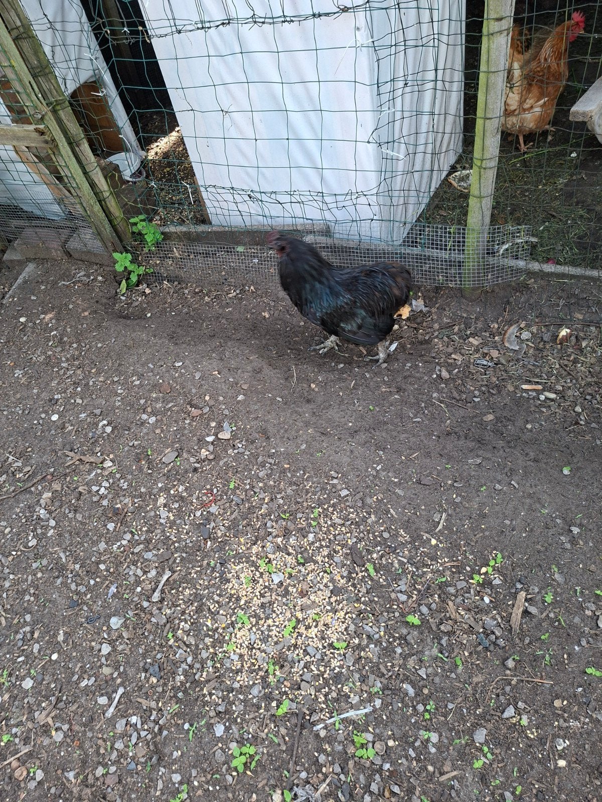 Araucana  hann, Dieren en Toebehoren