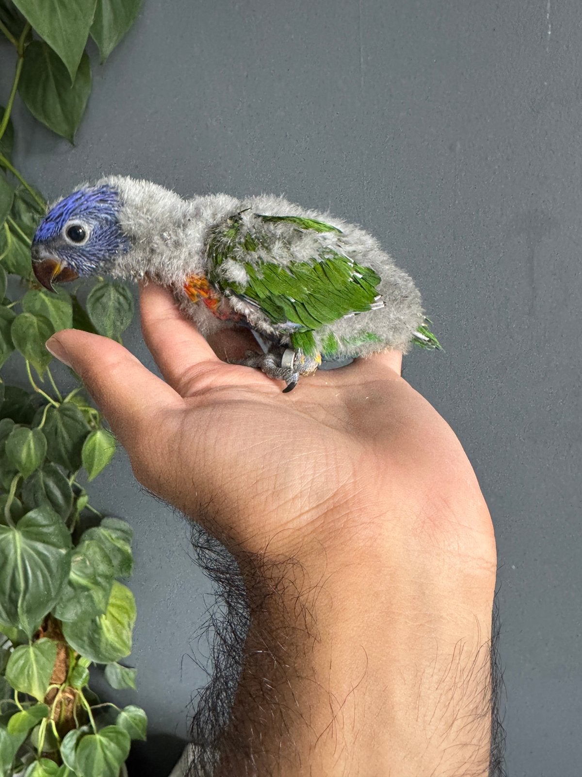 Te koop — Blue Mountain Baby Lorikeet (EAM), Geringd