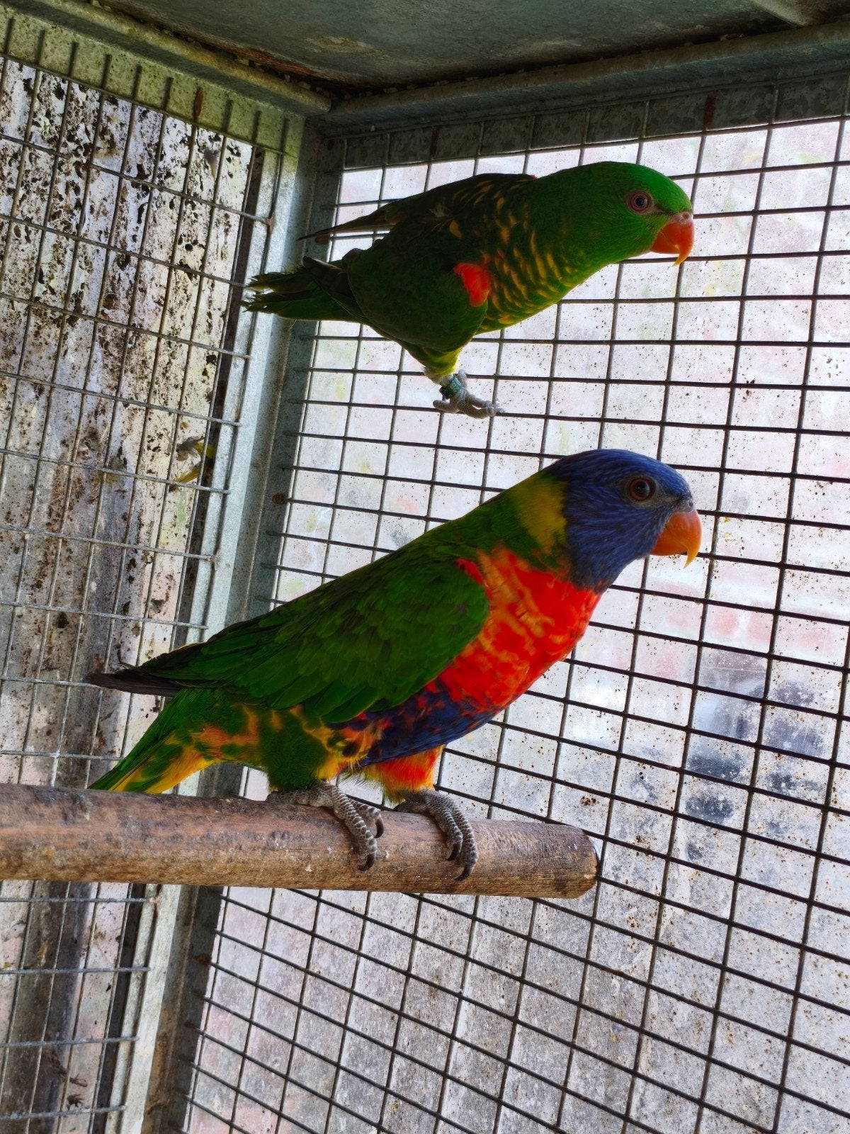 lori's, Dieren en Toebehoren, Geringd