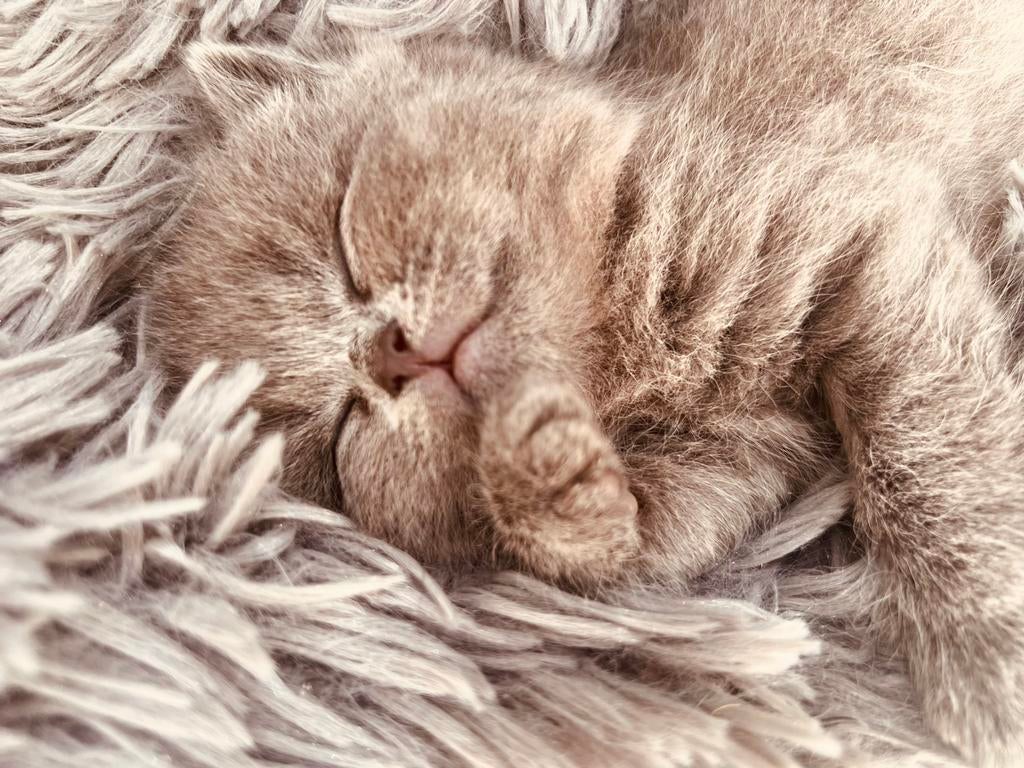 1 grijs Kitten geboren 28 maart nog beschikbaar, Geslacht onbekend, Gechipt, 0 tot 2 jaar