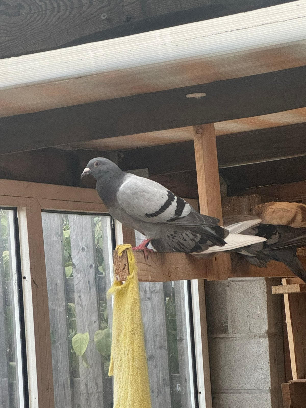 Jonge postduiven, Dieren en Toebehoren