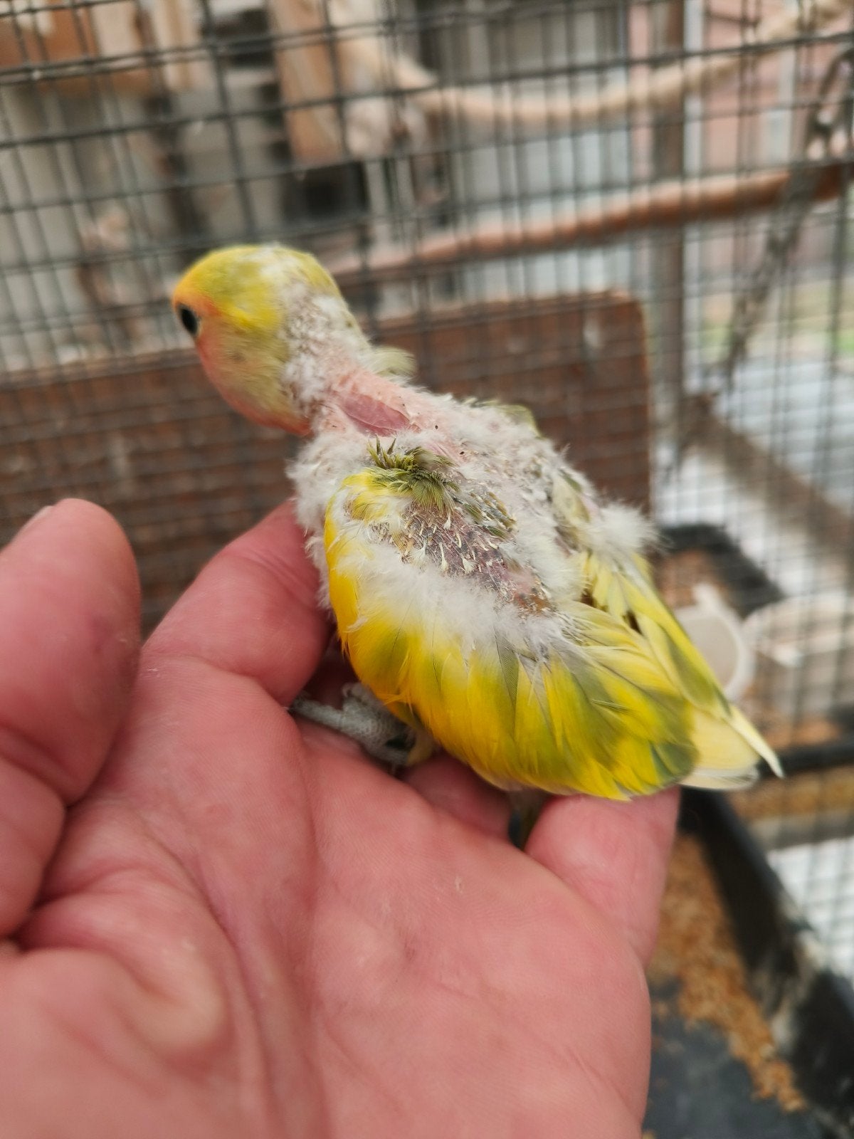 Jonge bonte roseicolli, Dieren en Toebehoren, Vogels | Parkieten en Papegaaien, Tam