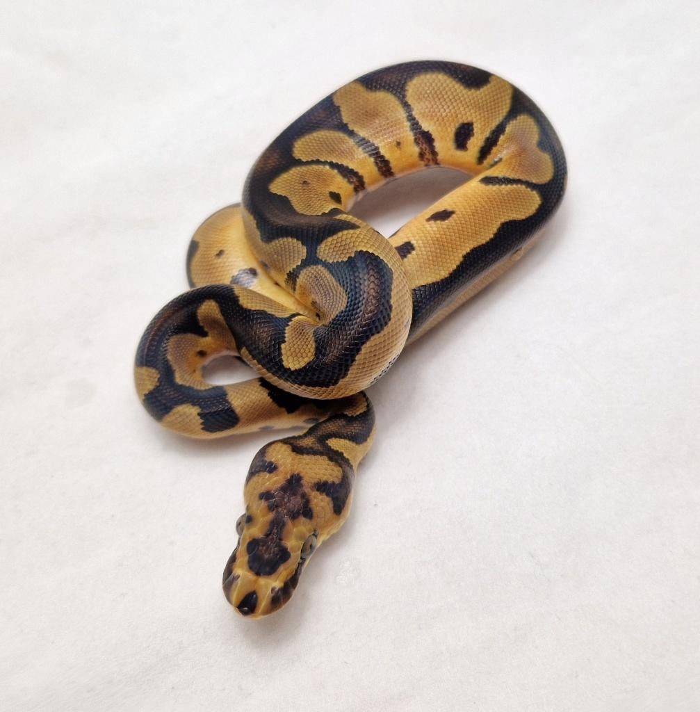 Clown het Desert ghost man, Serpent, Domestique, 0 à 2 ans