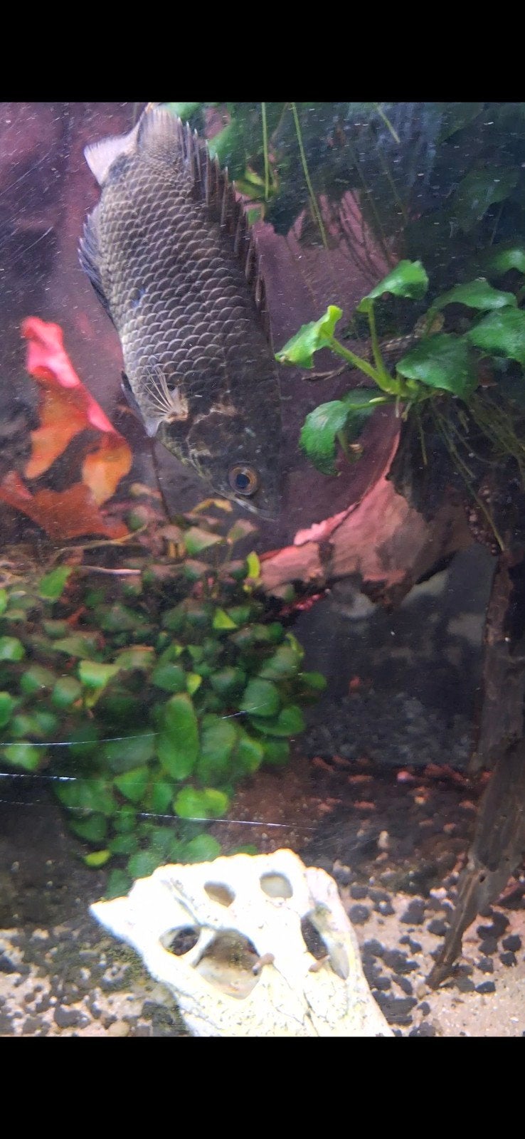 tapijtvis koppel, Dieren en Toebehoren, Vis, Zoetwatervis