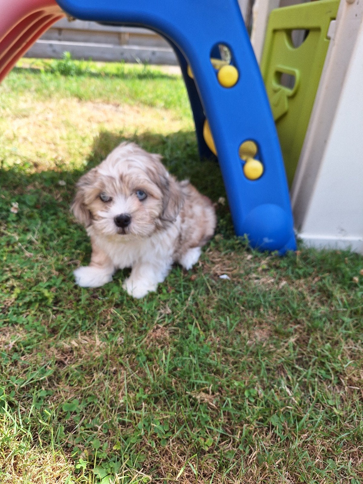 Maltezer x pup, Dieren en Toebehoren, België, Maltezer, CDV (hondenziekte), 8 tot 15 weken