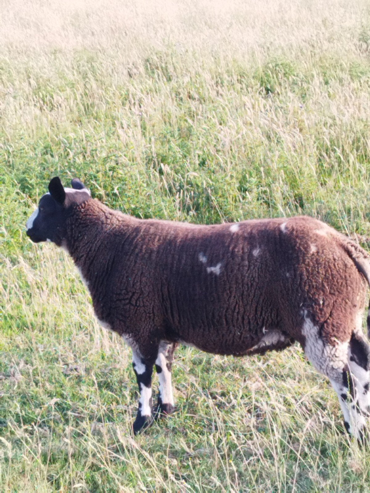 Baggerbonte bok