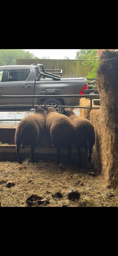 Schapen rammen 7 maand tot 13 maand