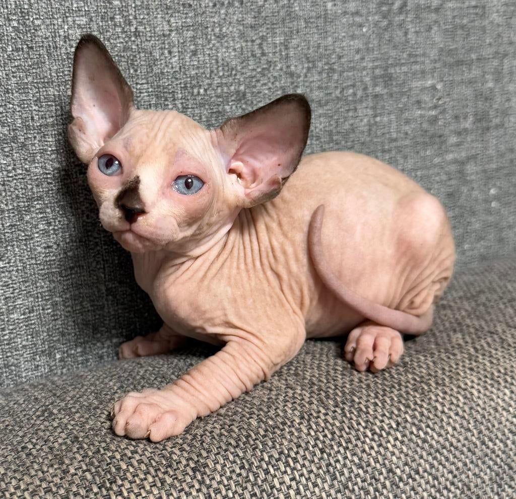 Kittens Sphynx met staamboom, Dieren en Toebehoren, Poes, Met stamboom, 0 tot 2 jaar