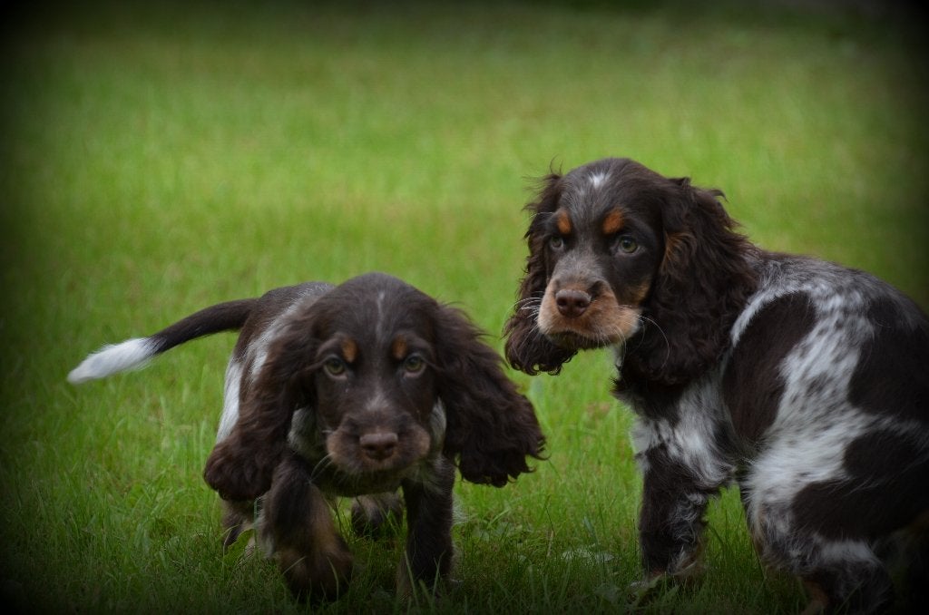Engelse Cocker Spaniel pups choco, Dieren en Toebehoren, België, Reu, CDV (hondenziekte), 8 tot 15 weken