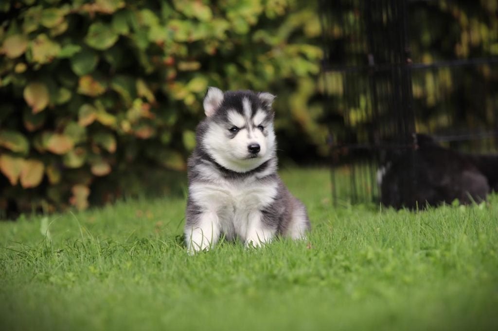 Petits chiots Husky, Siberichse Husky x Pomsky, Animaux & Accessoires, Particulier, Maladie de Carré (chiens), 8 à 15 semaines