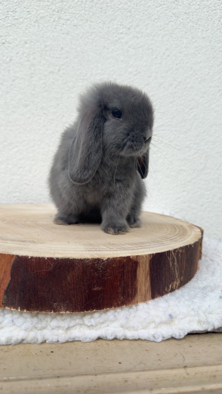 Jonge MiniLop voedster handtam, Femelle, Nain, Oreilles tombantes, 0 à 2 ans