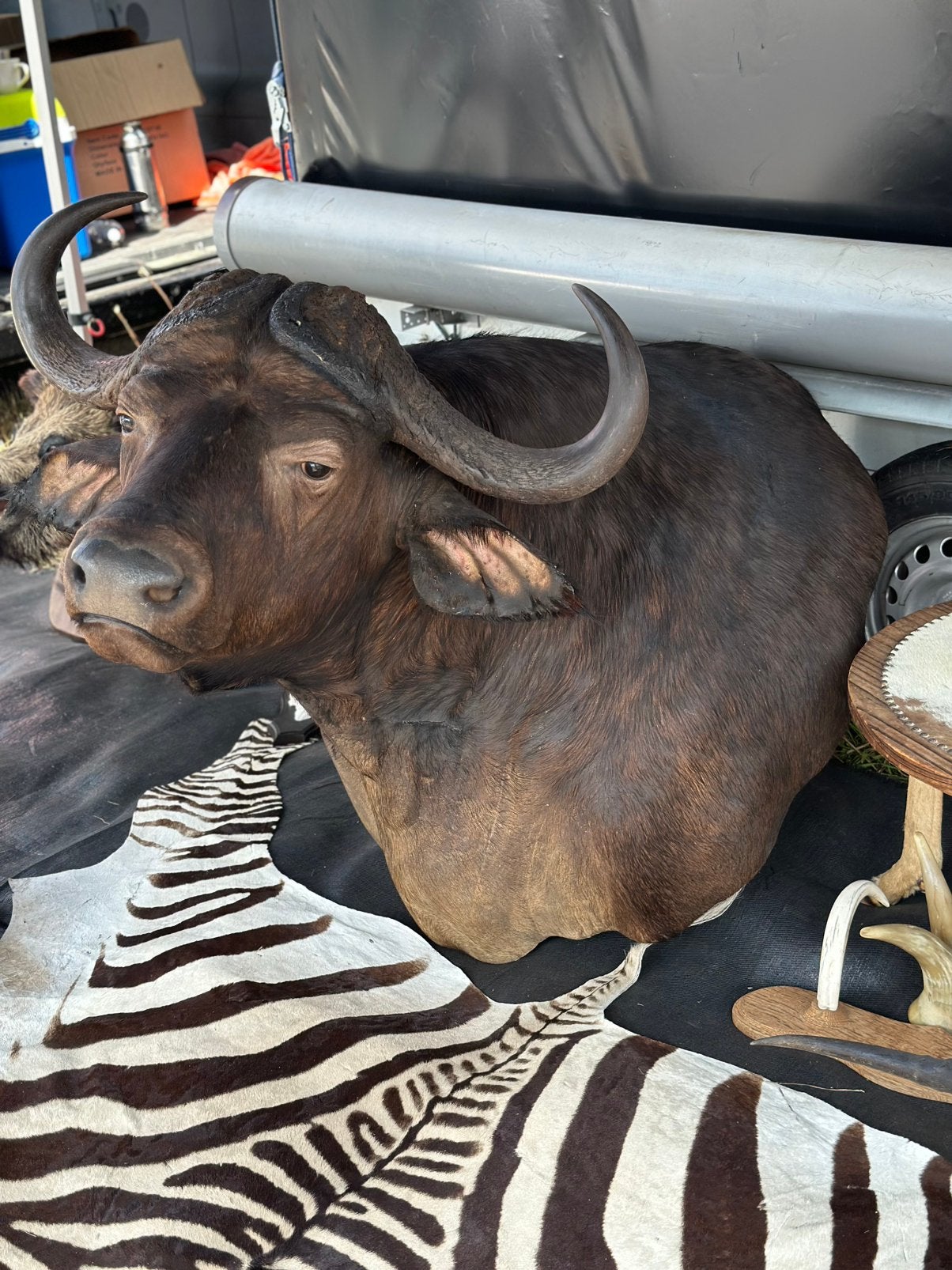 Super grote opgezette buffel prachtig, Antiek en Kunst, Ophalen