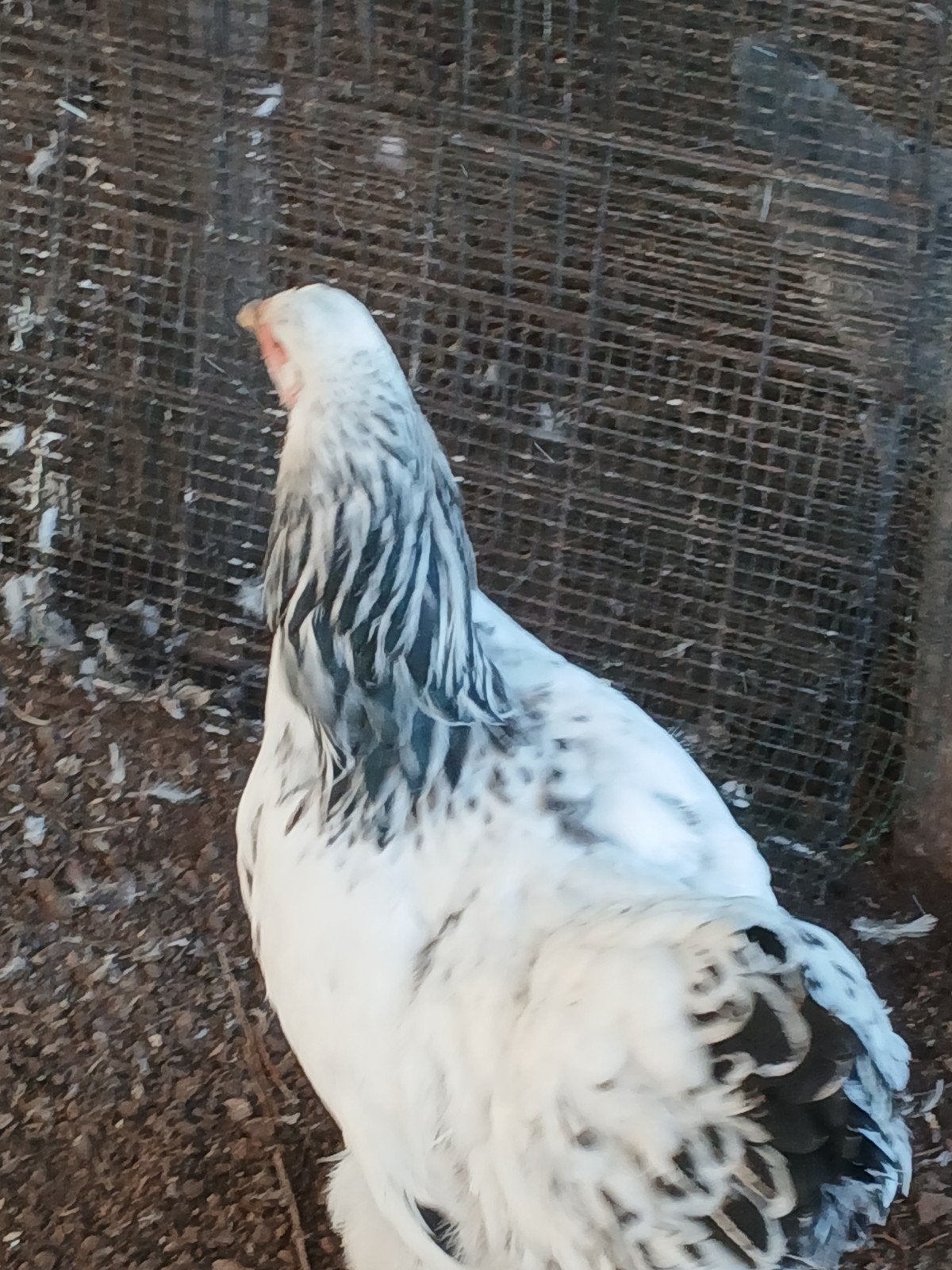 brama  hen 20 euro, Dieren en Toebehoren