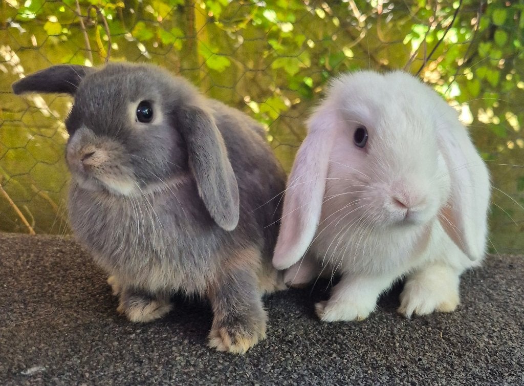Minilop Koppeltje, Meerdere dieren, Klein, Hangoor, 0 tot 2 jaar