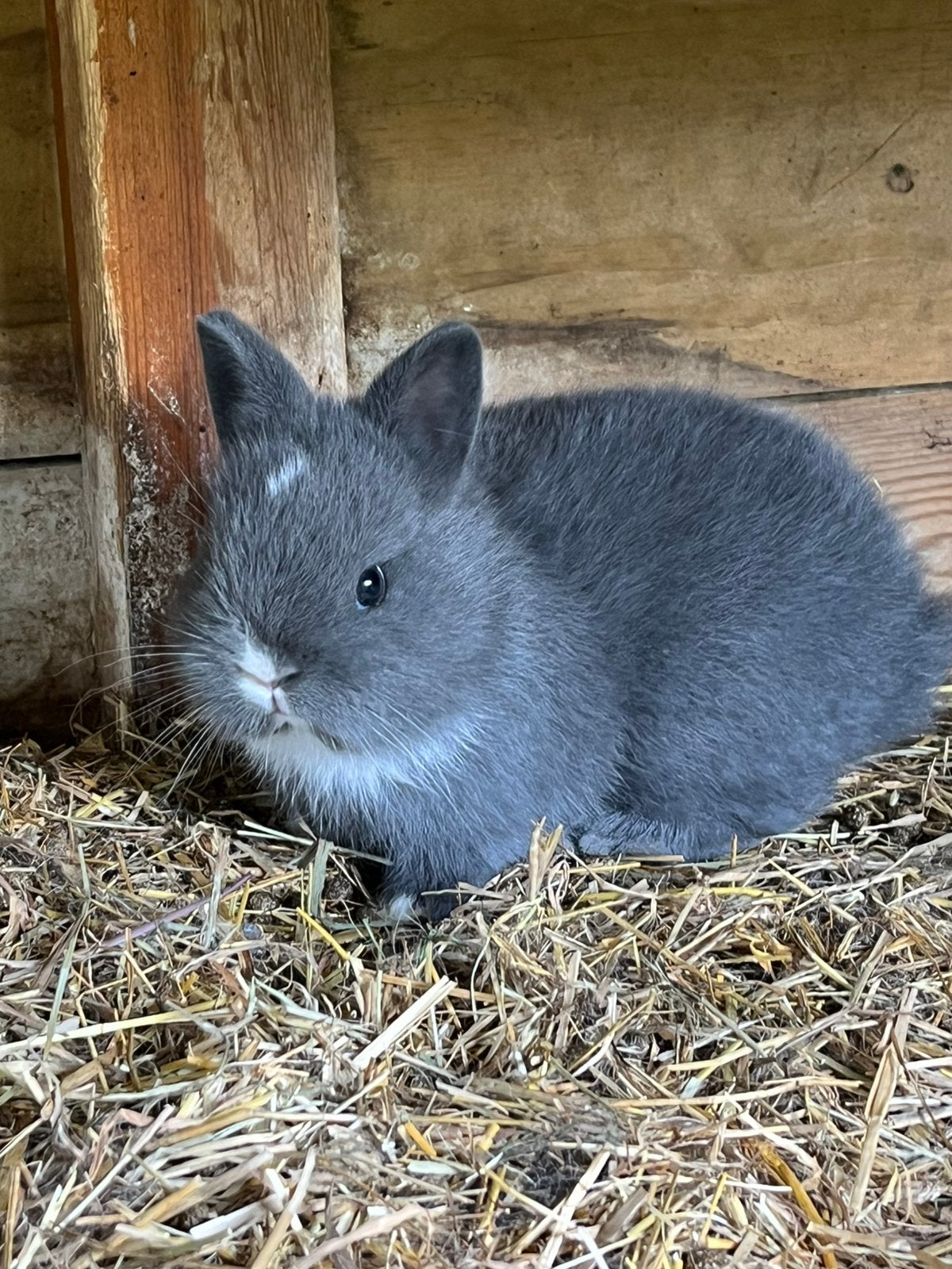 Blauw bonte kleurdwerg voedster raszuiver, Dieren en Toebehoren