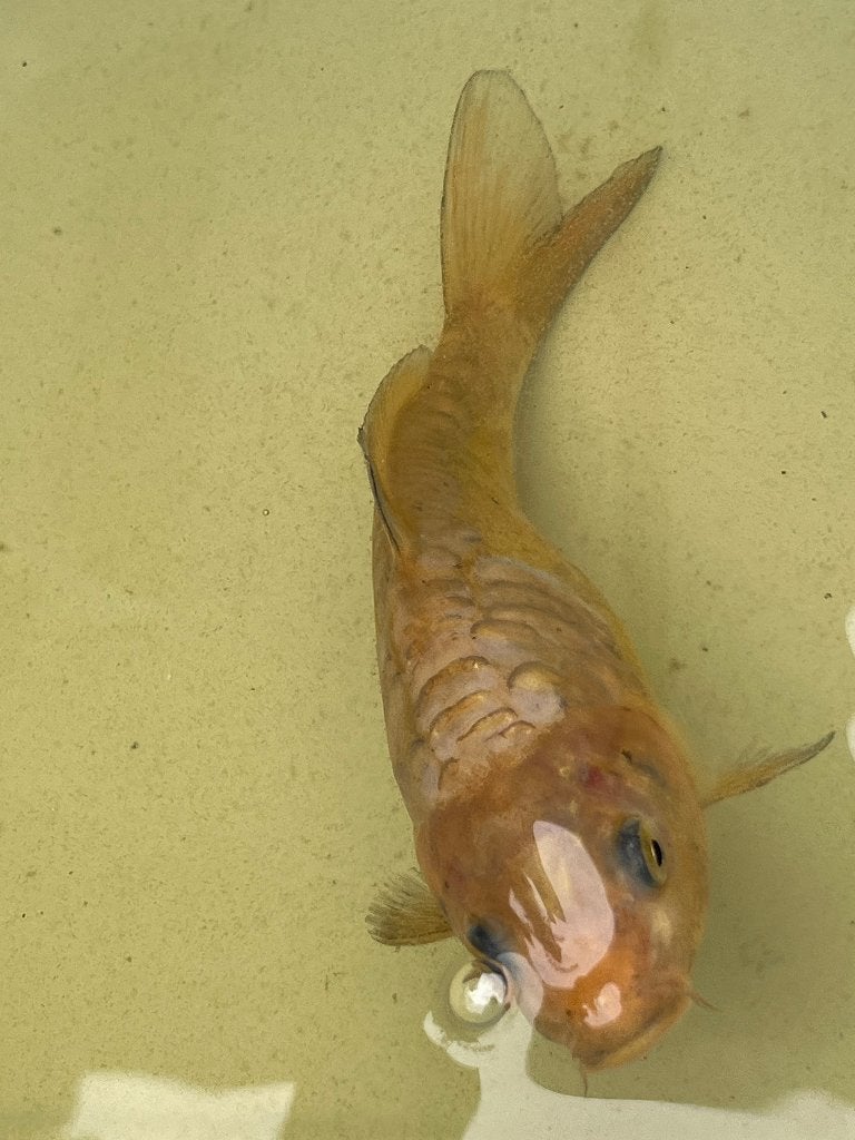 Koi - Aragoke - 17cm, Dieren en Toebehoren, Vissen | Vijvervissen, Karper of Koi