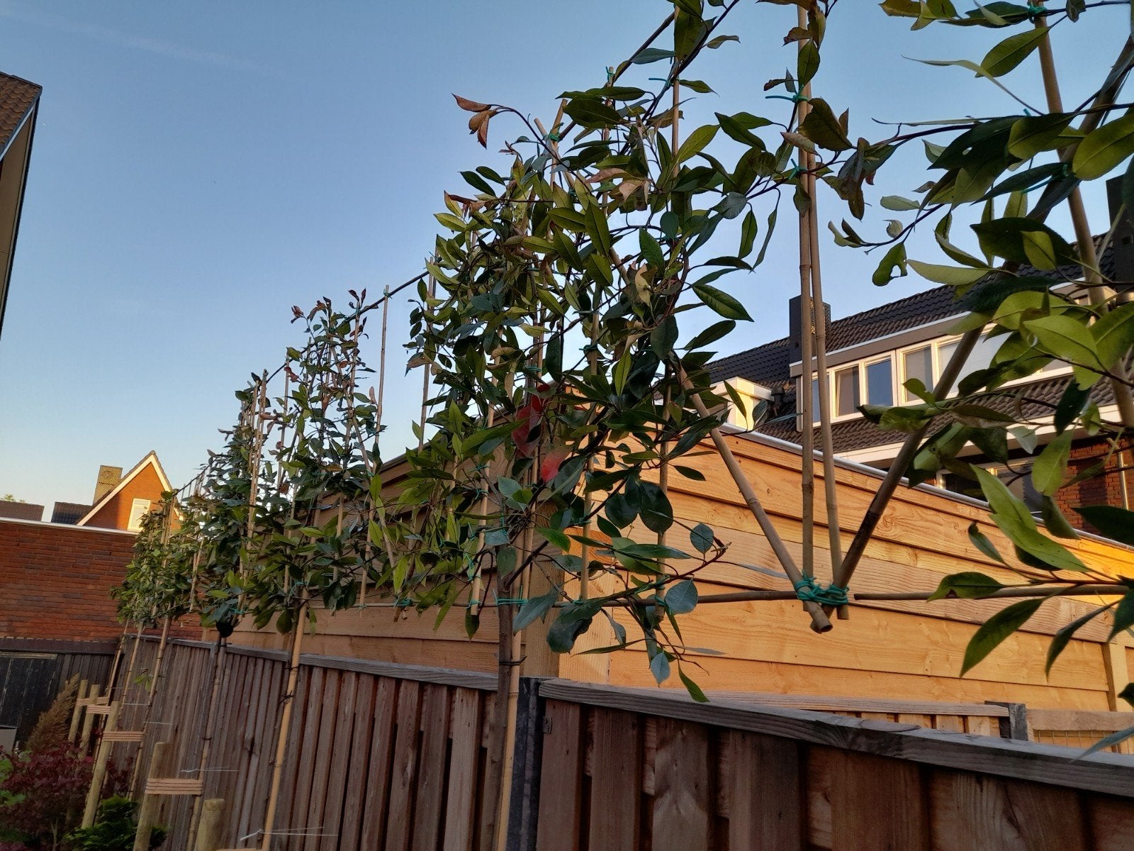 leiboom photinia red robin leiphotinia leiglansmispel, Tuin en Terras, Ophalen