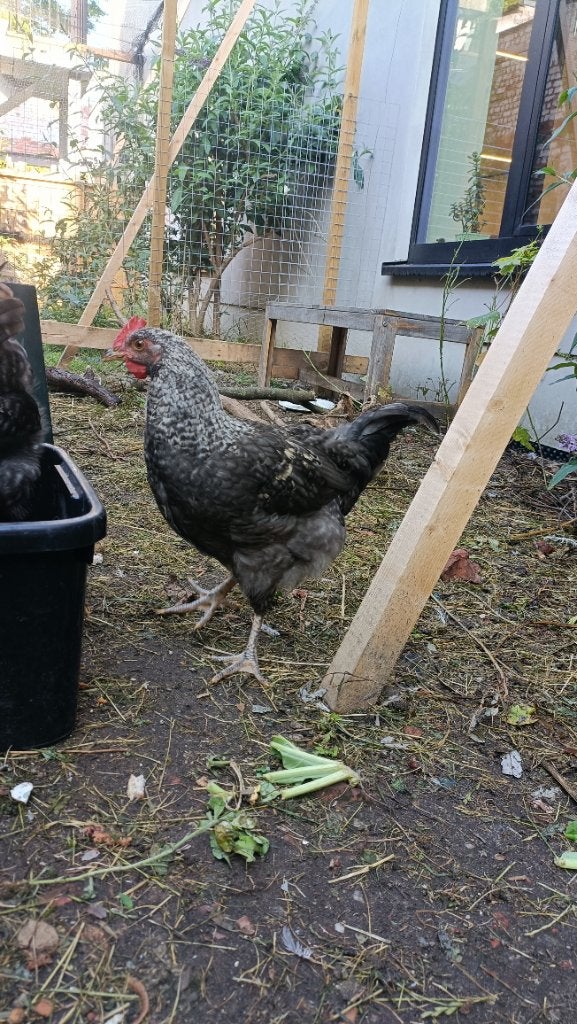 Haan kleurlegger, Dieren en Toebehoren, Mannelijk, Kip