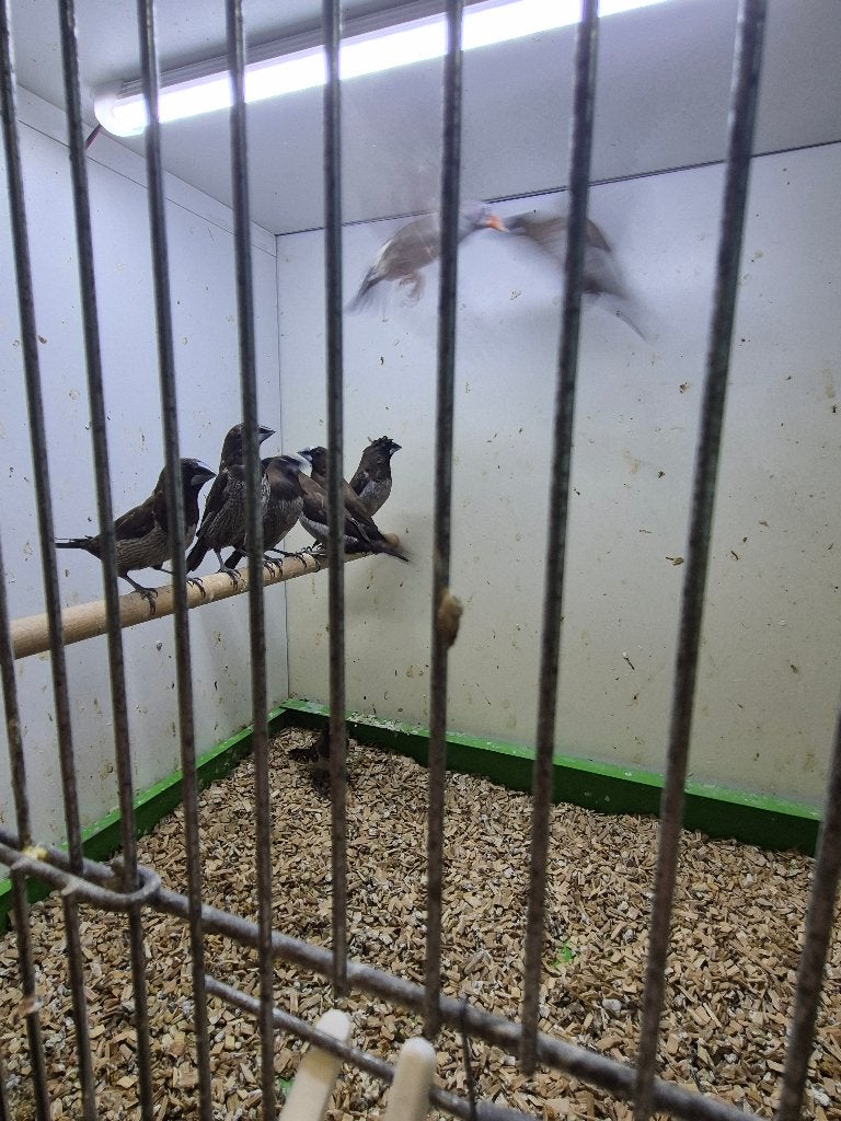 Vogels, Sexe inconnu