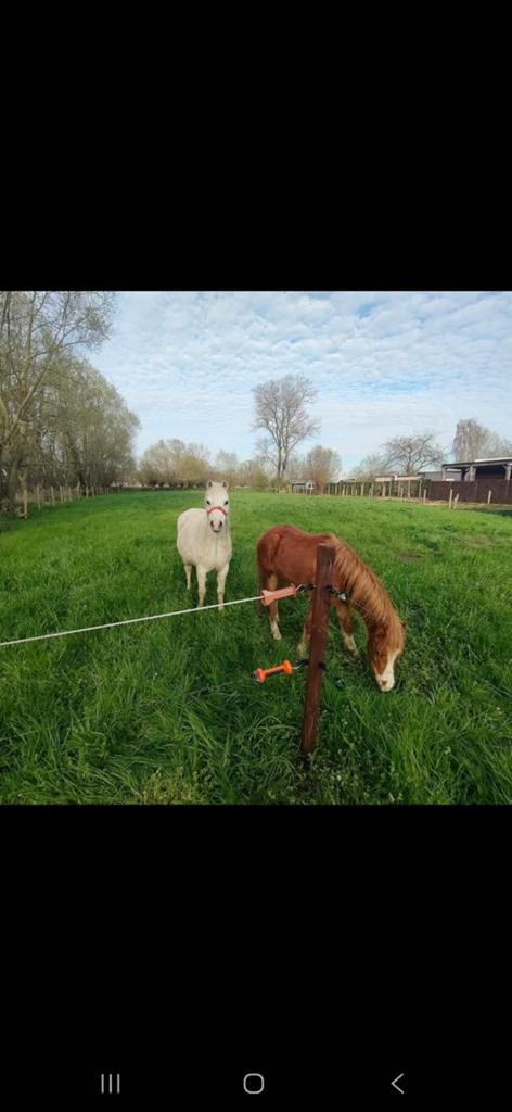 Mooie 2 Welsh A pony's, Dieren en Toebehoren, Hengst