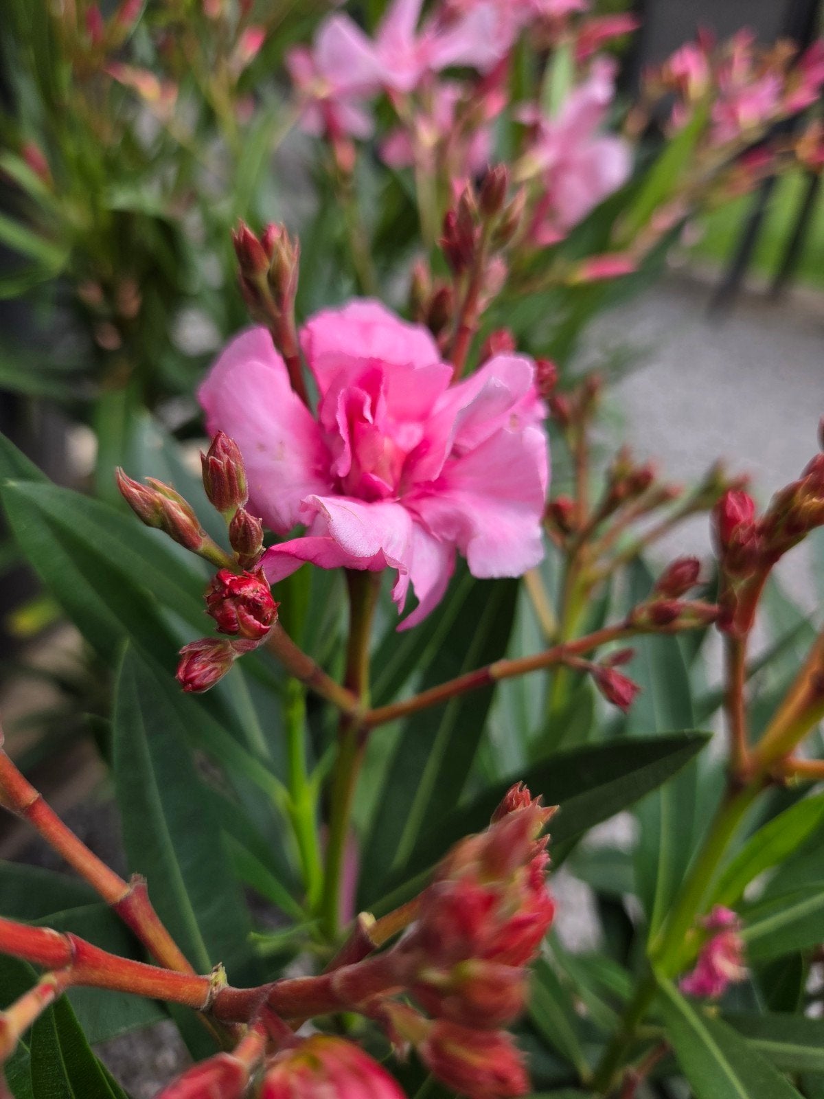 Nerium Oleander met dubbele bloem, Ophalen