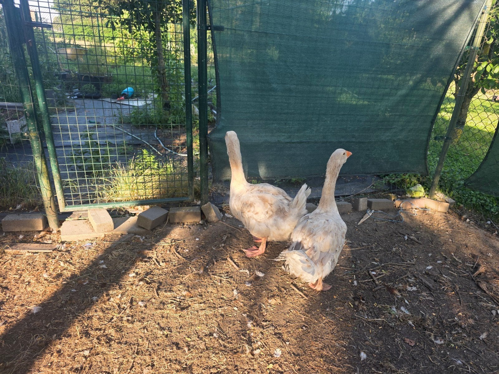 Toulouse Dewlap ganzen 