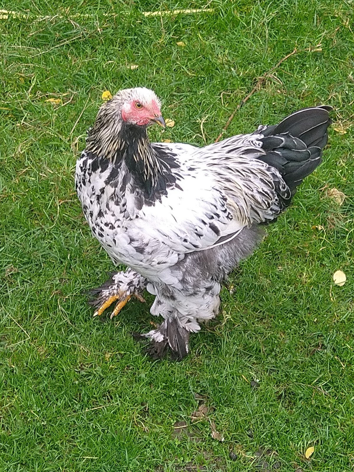 Brahma hanen, Mâle, Poule ou poulet