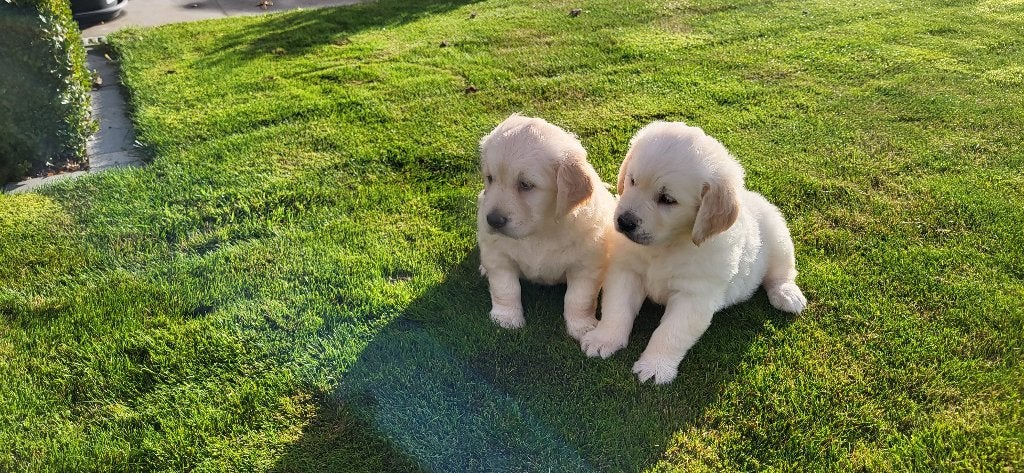 Golden Retriever pups, Golden retriever, Maladie de Carré (chiens), Plusieurs, Belgique