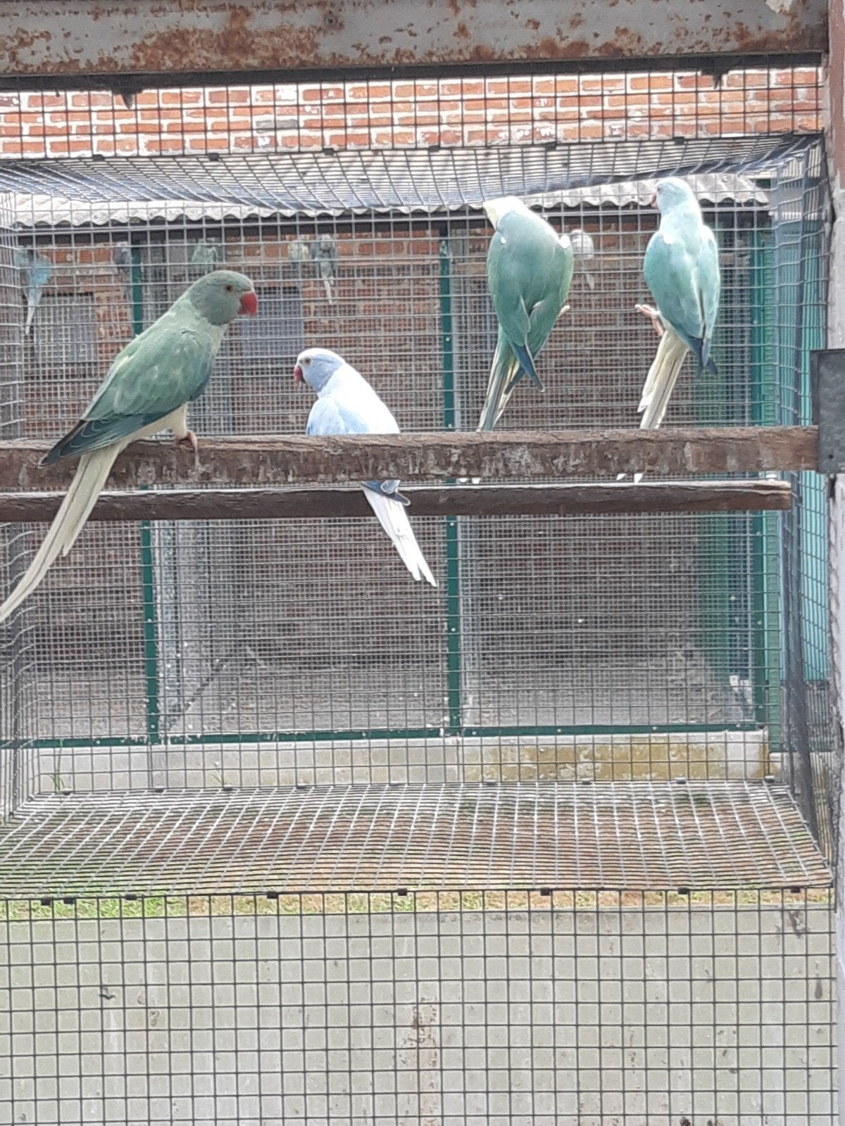 aqua opaline wtst halsbanden