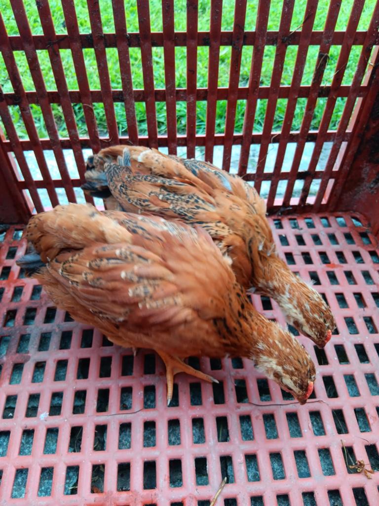 kuikens, Dieren en Toebehoren, Pluimvee, Geslacht onbekend, Kip