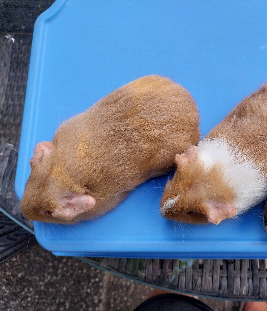 Cavia beertjes, Cavia, Augustus, Mannelijk, Tam