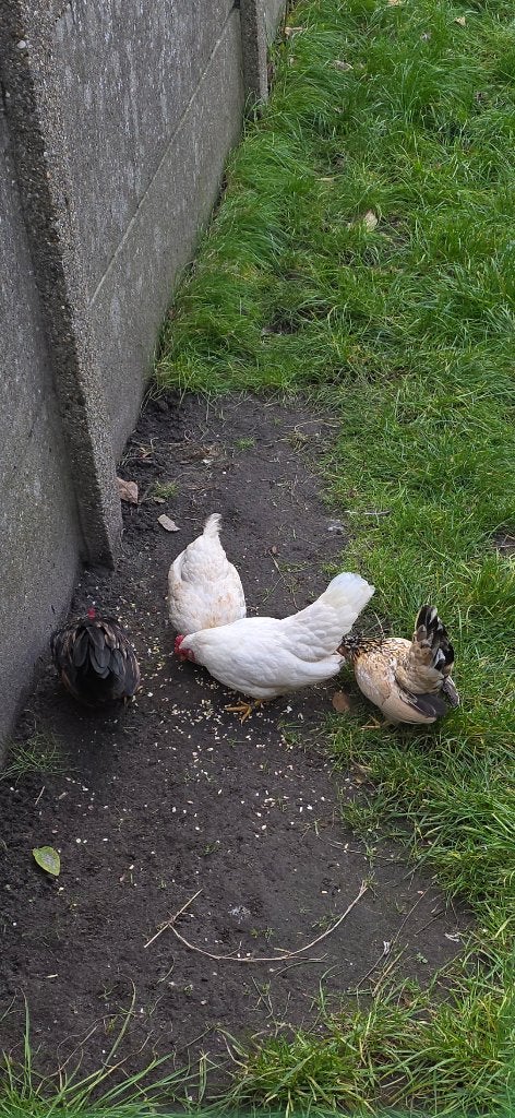 Serama kippen, Plusieurs animaux, Poule ou poulet