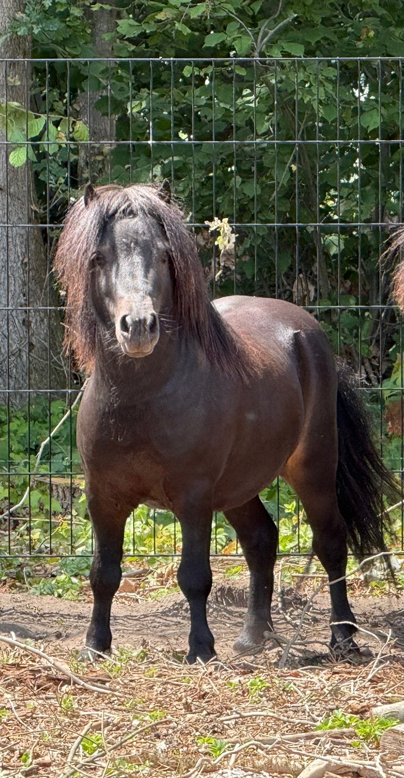 Étalon Shetlander Pim, 5 ans, Étalon
