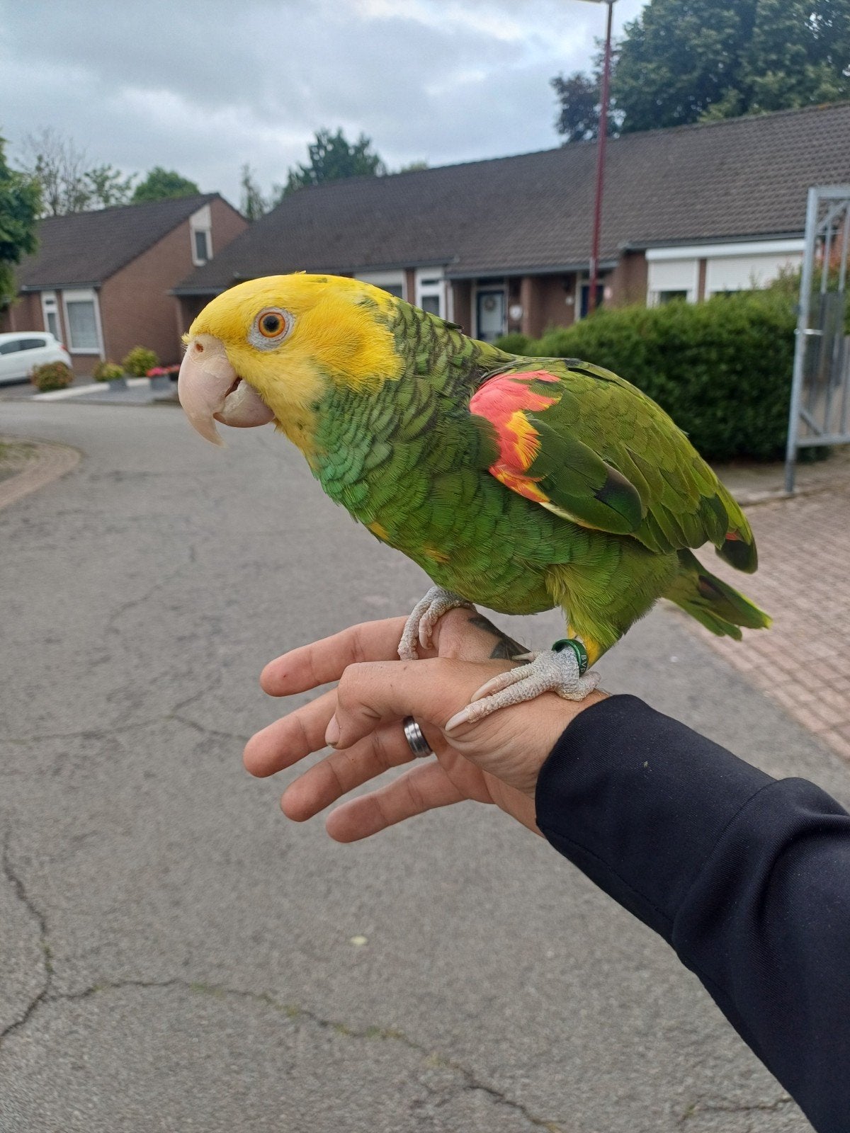 Mega tamme oratrix amazone, Dieren en Toebehoren, Geringd