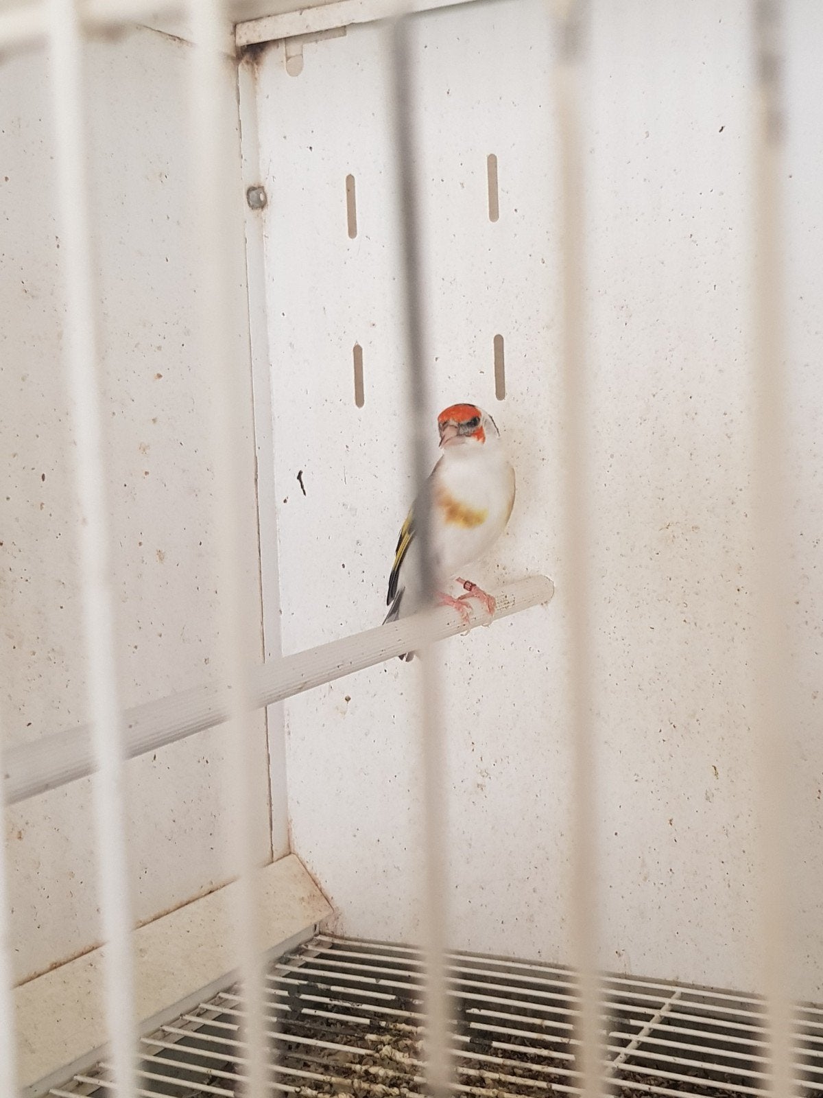une très belle femelle, Vrouwelijk