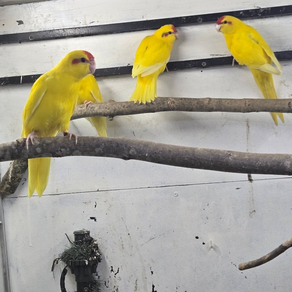 kakariki's te koop €30, Dieren en Toebehoren, Meerdere dieren, Geringd