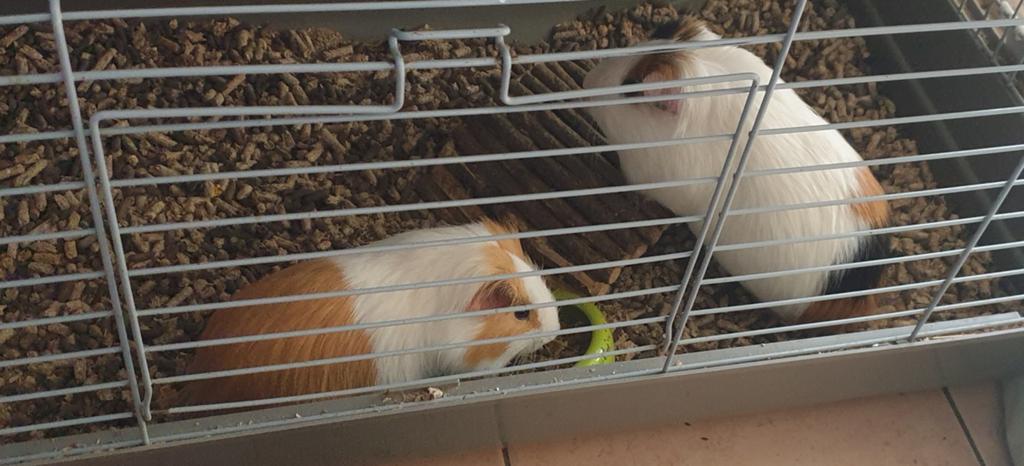 2 cavia mannelijk met kooi, Mâle