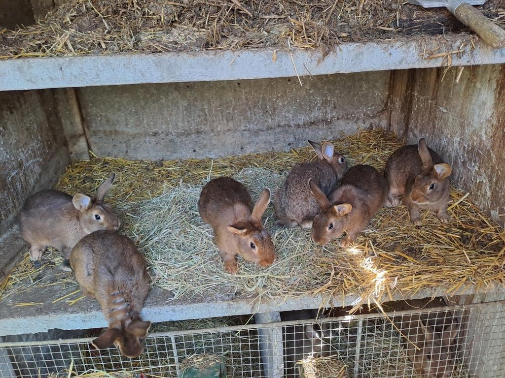 Steenkonijnen haaskleur nog 4 stuks geboren 13 jan 26 15 eur, Dieren en Toebehoren, Konijnen, Klein, 0 tot 2 jaar