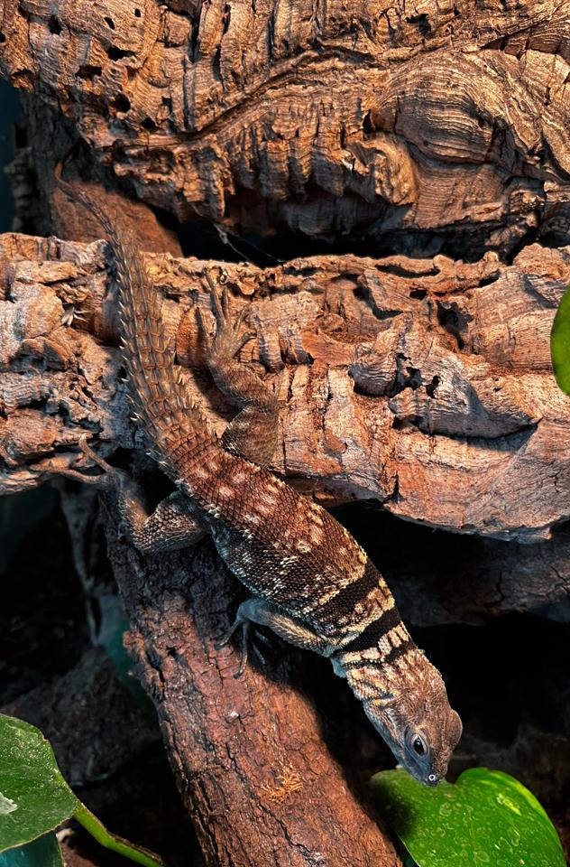 Oplurus cuvieri, Animaux & Accessoires, Enlèvement