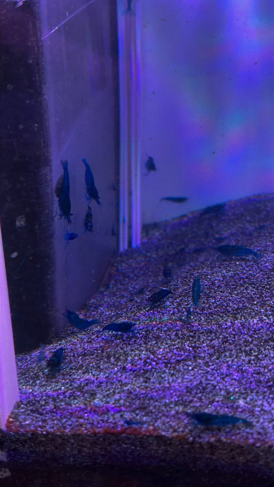 Crevettes Blue Dream Neocaridina (sur l'eau du robinet), Homard, Crabe ou Crevette, Poisson d'eau douce, Banc de poissons