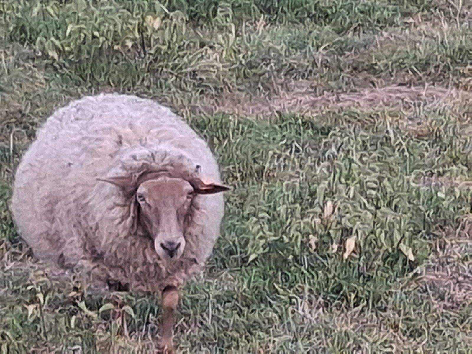 Voskop ooi, Dieren en Toebehoren, Schapen, Geiten en Varkens, Schaap, Vrouwelijk, 3 tot 5 jaar