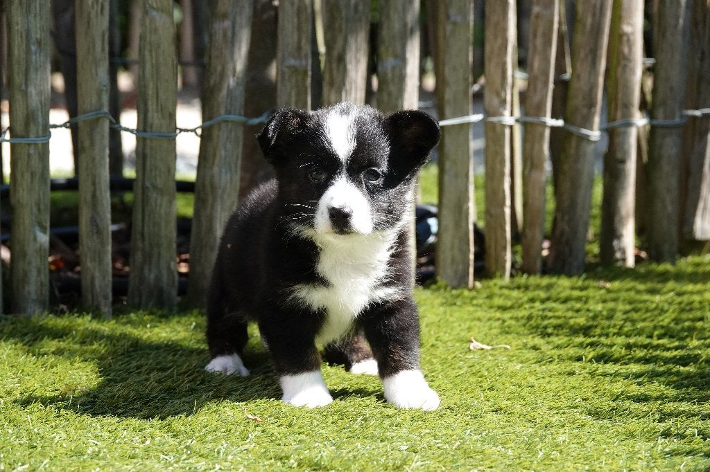 Magnifiques chiot Welsh Corgi Cardigan, avec pedigree, Belgique, Un chien, Hépatite contagieuse (maladie de Rubarth), Chienne
