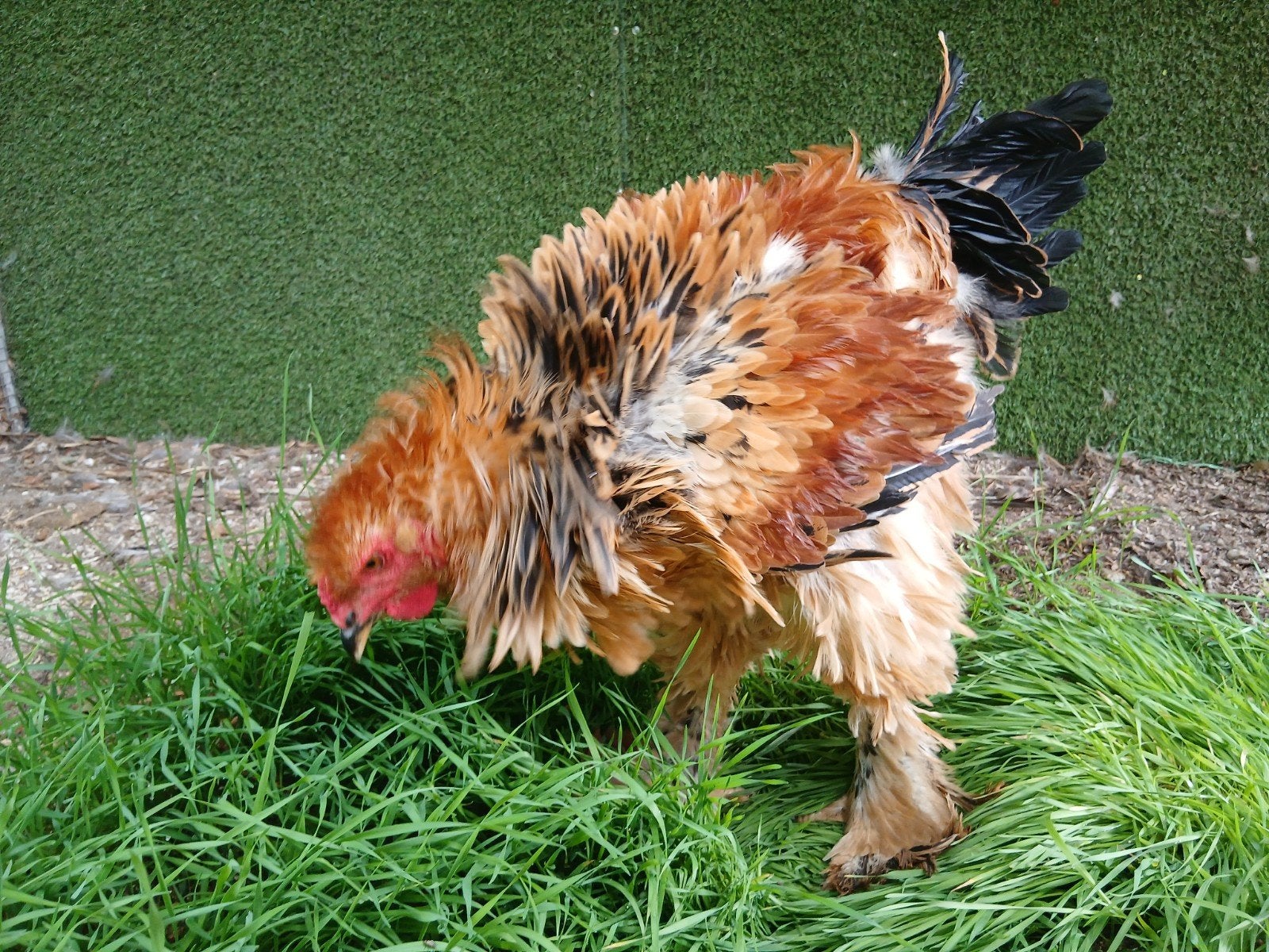 Prachtige krulveer buffcolumbia haan 2026, Dieren en Toebehoren