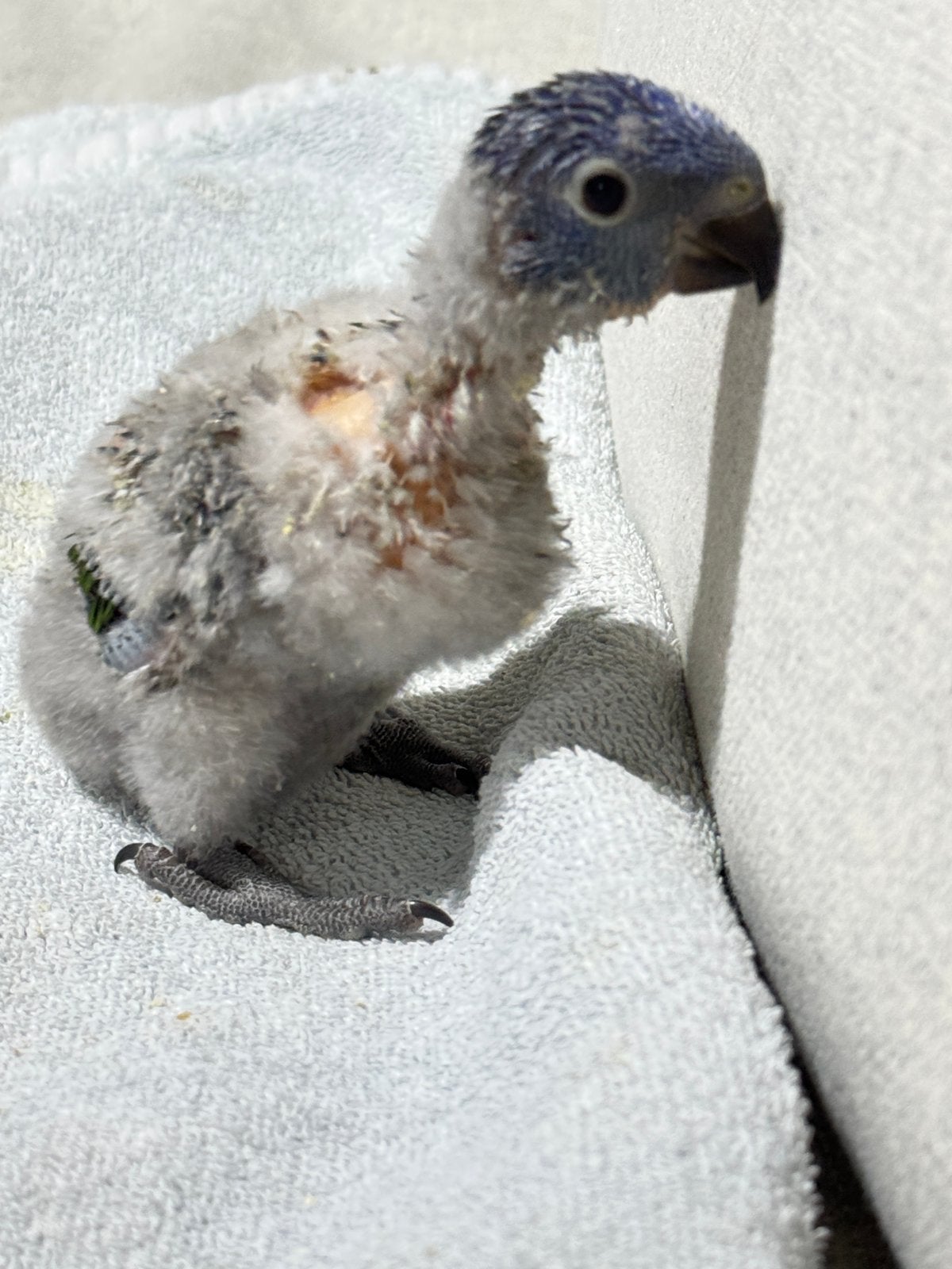 Babylorikeets te koop (EAM), Dieren en Toebehoren