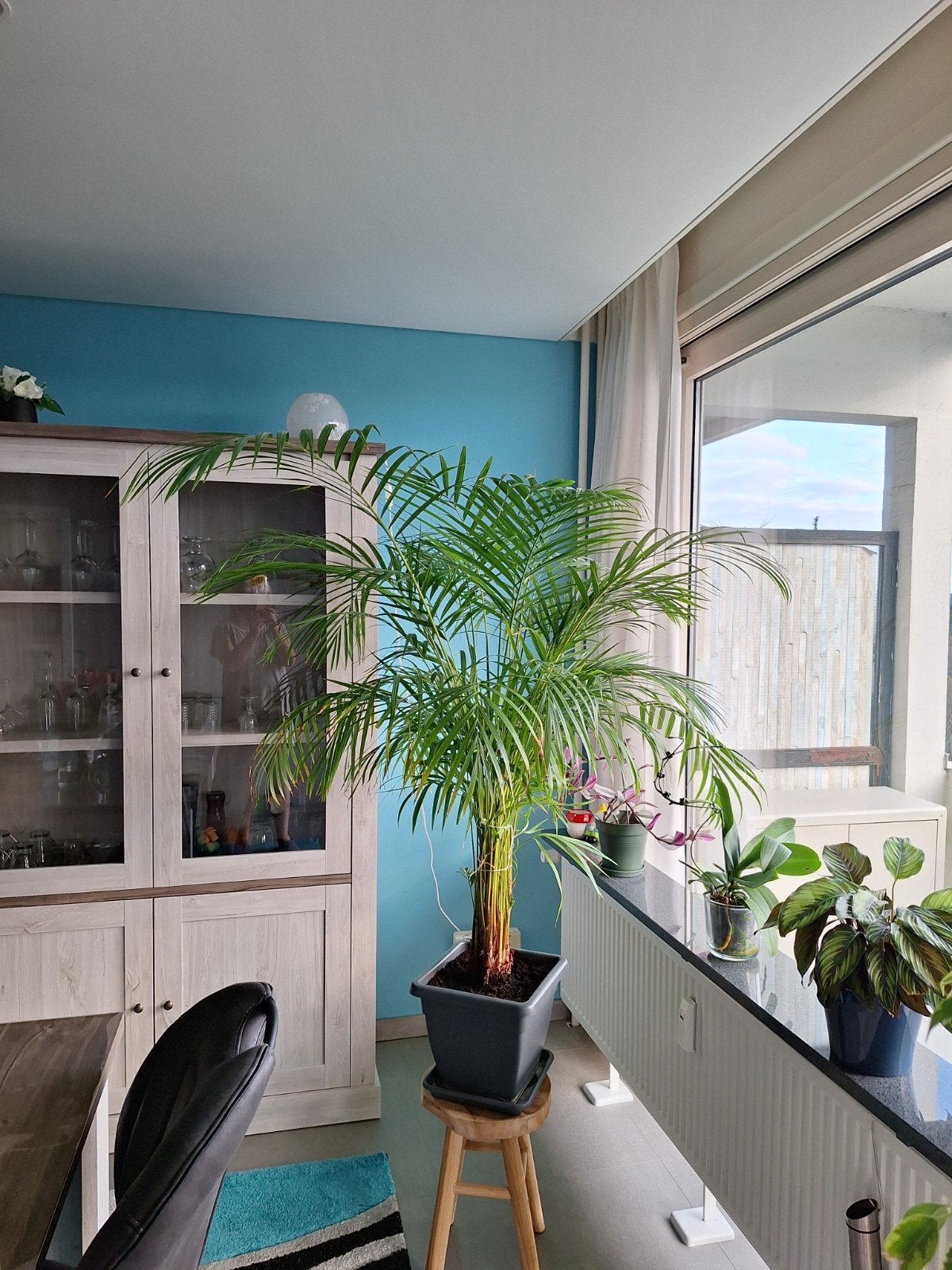 goudpalm, Huis en Inrichting, Ophalen, 100 tot 150 cm, Palm, Halfschaduw