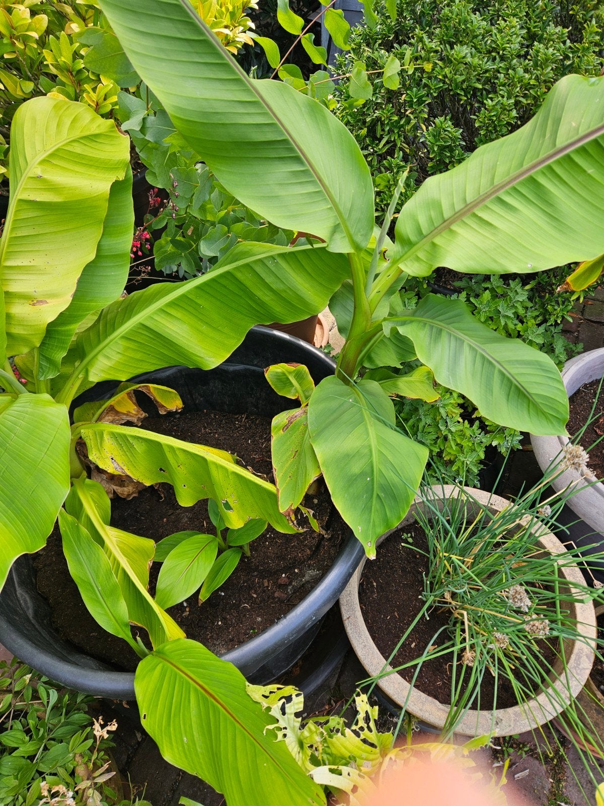 Bananenplanten verschillende grotes.
Staan momenteel in pot, Ophalen, Winter
