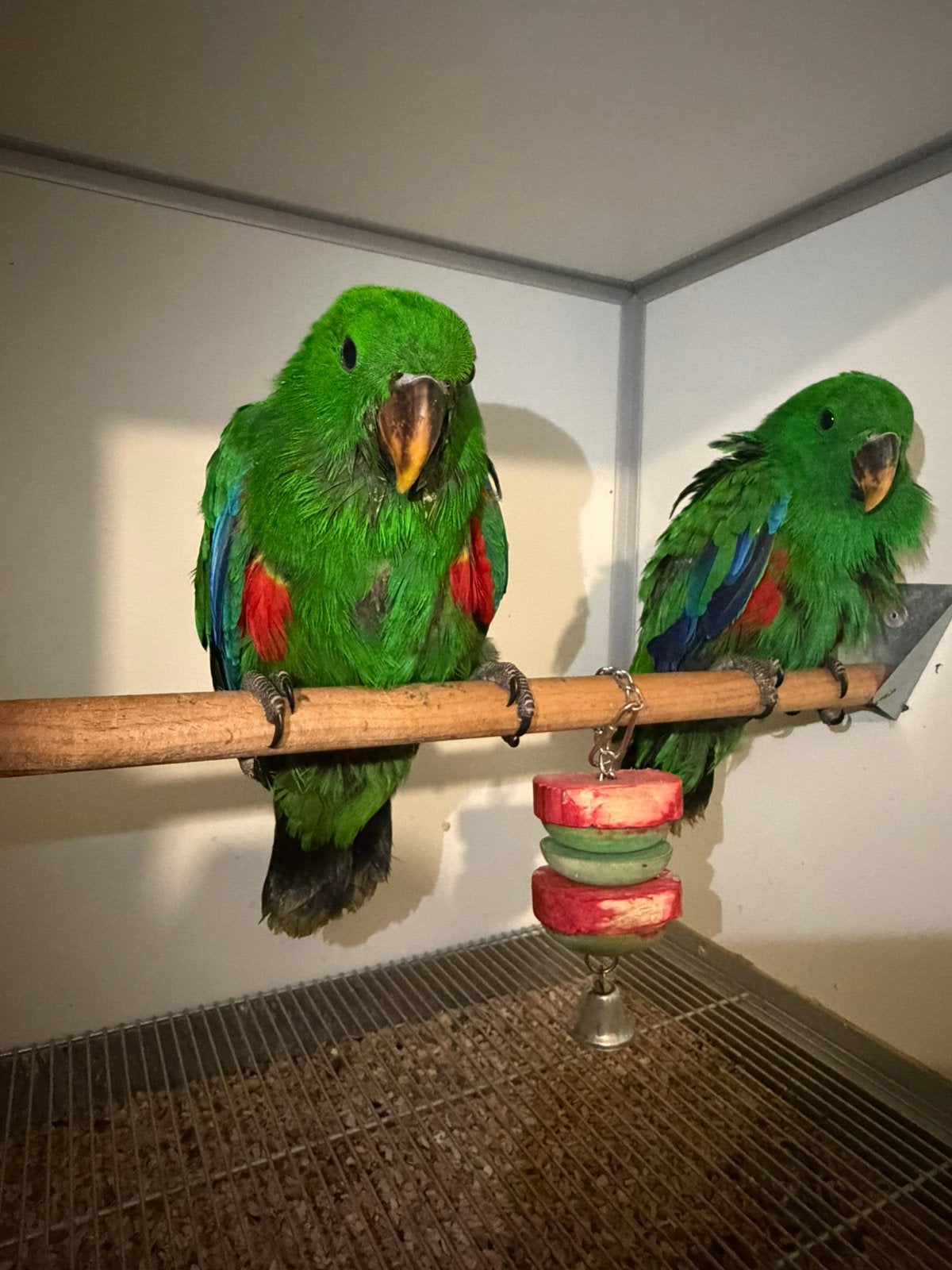 Supertam Baby’s edelpapegaaien 2026, Dieren en Toebehoren, Vogels | Parkieten en Papegaaien, Mannelijk, Papegaai, Tam
