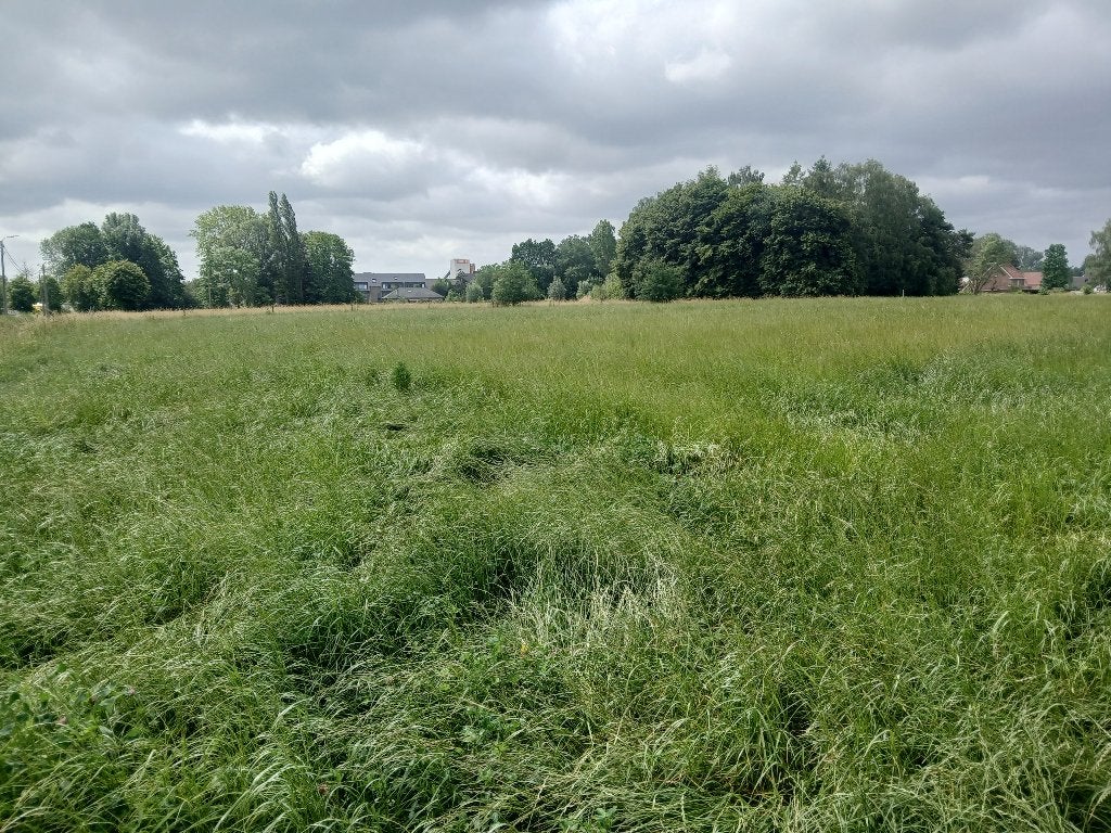 grasland voor hooi/voordroog 75a, Articles professionnels, Agriculture | Aliments pour bétail, Enlèvement
