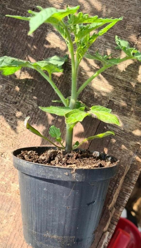 40 TOMATENPLANTEN 11 SOORTEN ALS ASSORTIMENT/ZIE NAMENLIJST, Ophalen