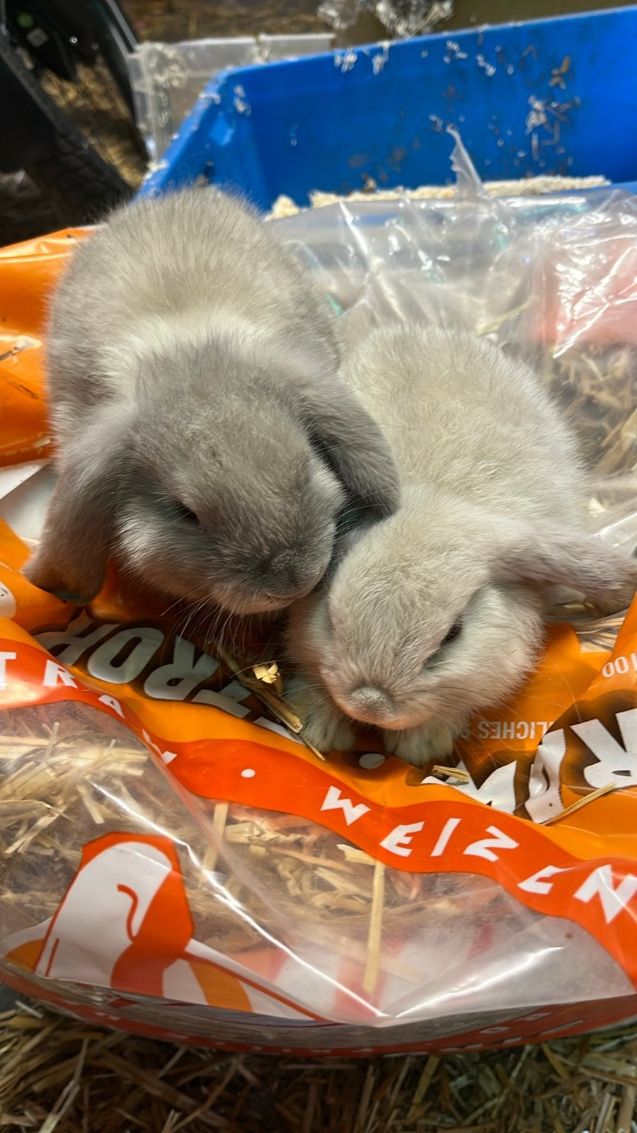 Nog verschillende nederlandse hangoordwergen, Animaux & Accessoires, Lapins